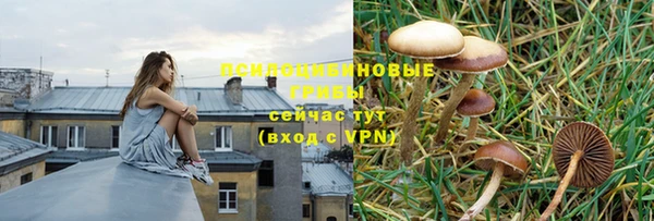 крисы Алзамай